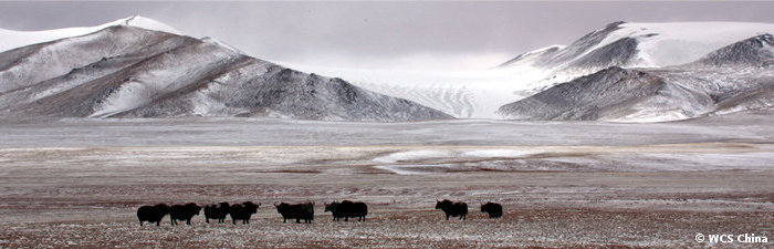 A place called Home - Wild Yak conservation > WCS China